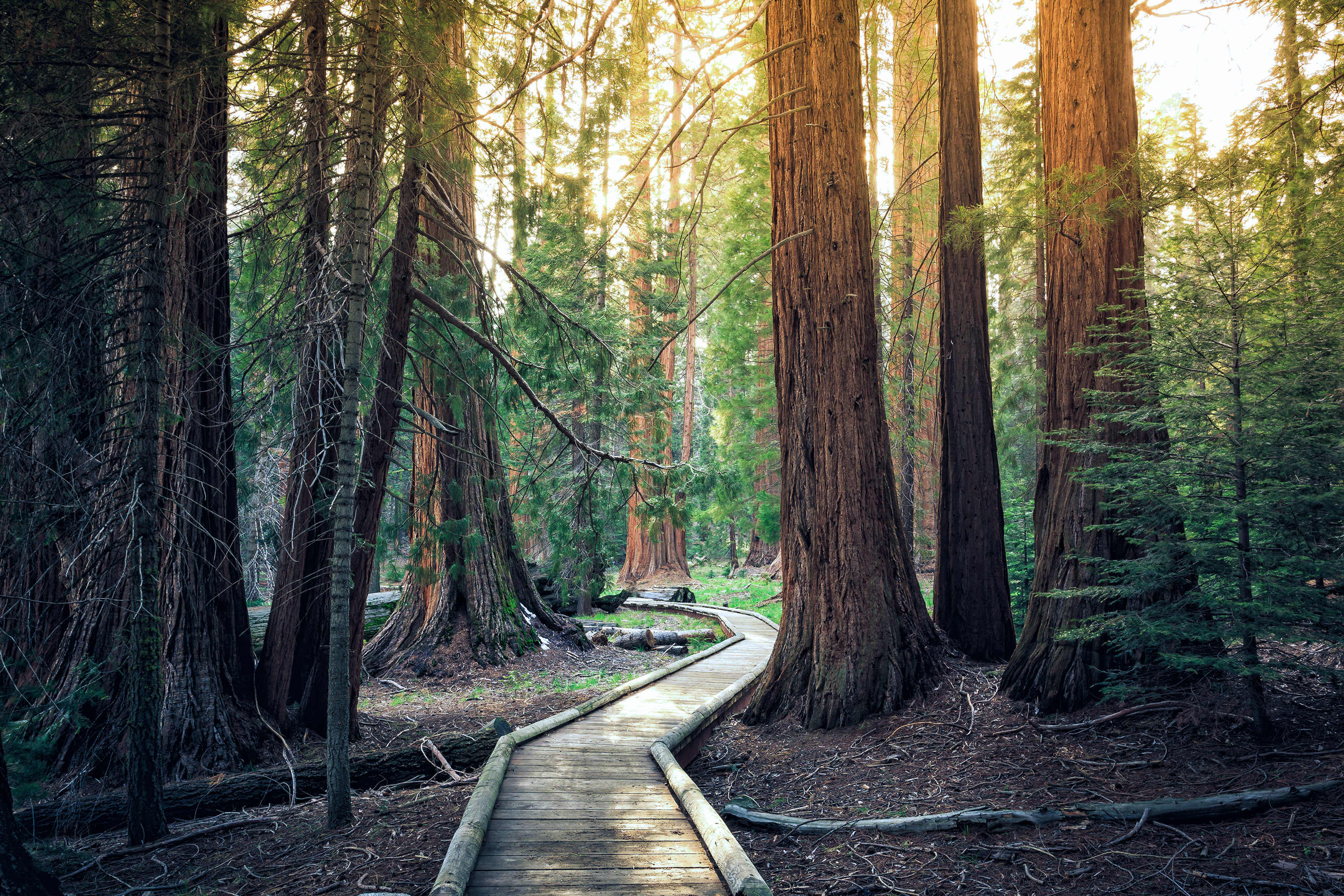 Sequoia National Park